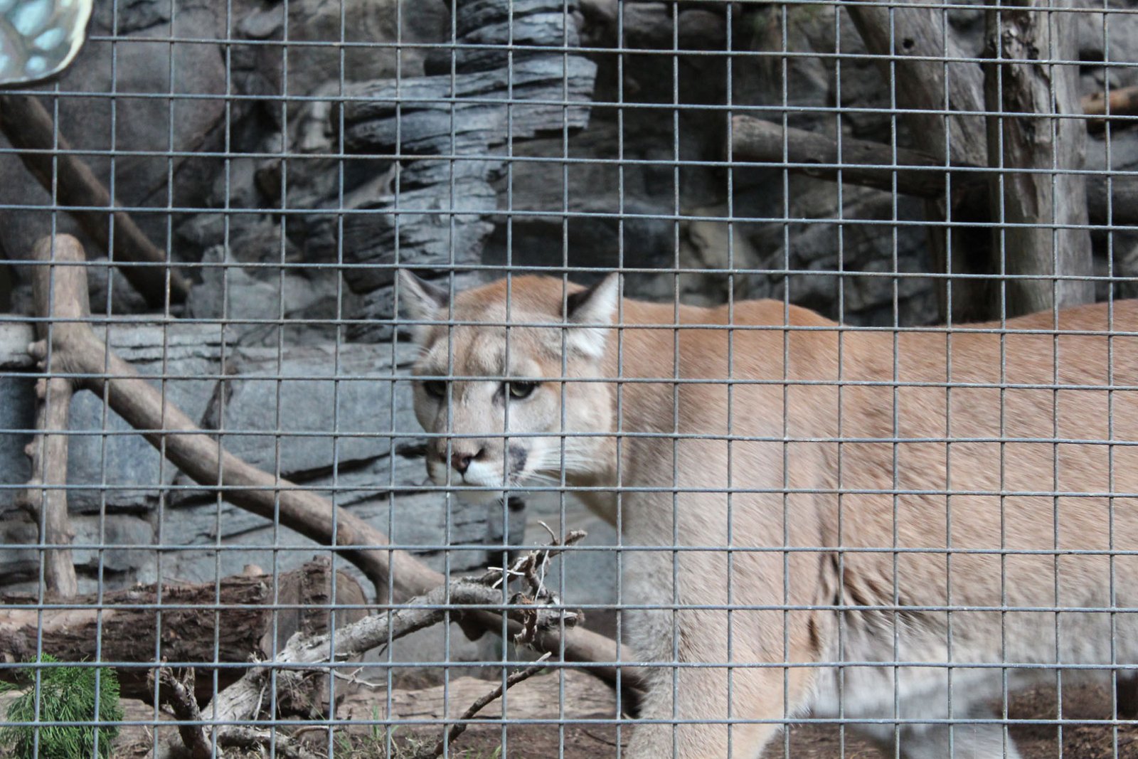 San Diego Zoo Part II 199